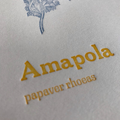 Amapola